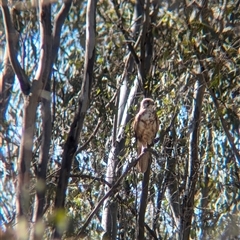 Falco berigora (Brown Falcon) at Jindera, NSW - 1 Nov 2024 by Darcy