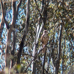 Falco berigora (Brown Falcon) at Jindera, NSW by Darcy