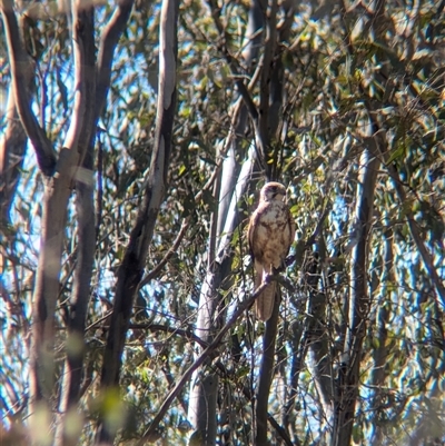 Falco berigora (Brown Falcon) at Jindera, NSW - 1 Nov 2024 by Darcy