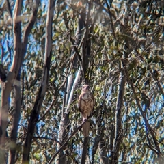 Falco berigora at Jindera, NSW - 1 Nov 2024