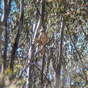 Falco berigora at Jindera, NSW - 1 Nov 2024