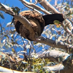 Corcorax melanorhamphos (White-winged Chough) at Jindera, NSW - 31 Oct 2024 by Darcy