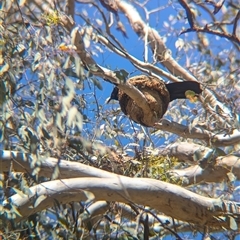 Corcorax melanorhamphos at Jindera, NSW - suppressed