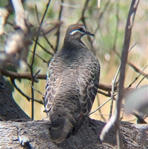 Phaps chalcoptera (Common Bronzewing) at Jindera, NSW by Darcy