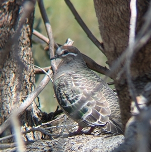 Phaps chalcoptera at Jindera, NSW - suppressed