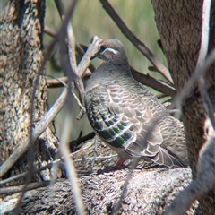 Phaps chalcoptera at Jindera, NSW - suppressed