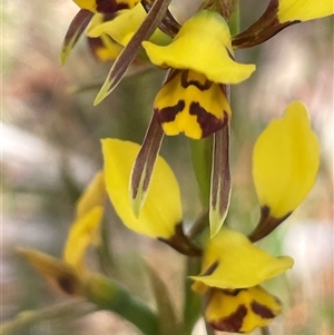 Diuris sulphurea at Bendoura, NSW - suppressed