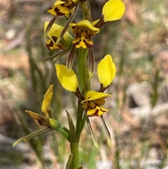 Diuris sulphurea at Bendoura, NSW - 31 Oct 2024