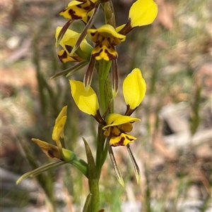 Diuris sulphurea at Bendoura, NSW - suppressed