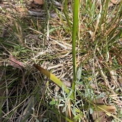 Diuris sulphurea at Bendoura, NSW - suppressed