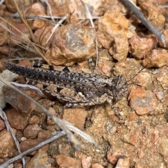 Unidentified Grasshopper (several families) at Whitlam, ACT - 1 Nov 2024 by SteveBorkowskis