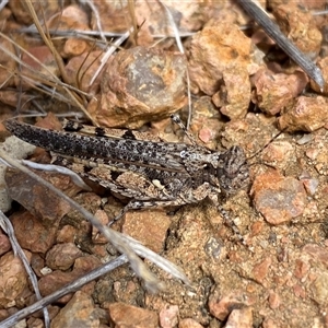 Pycnostictus seriatus at Whitlam, ACT - 1 Nov 2024 02:31 PM