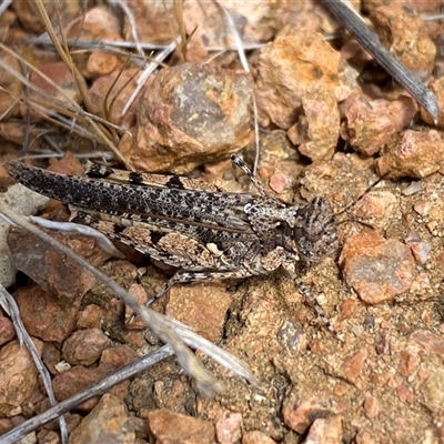 Unidentified Grasshopper (several families) at Whitlam, ACT - 1 Nov 2024 by SteveBorkowskis