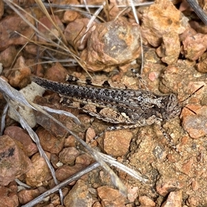 Pycnostictus seriatus at Whitlam, ACT - 1 Nov 2024 02:31 PM