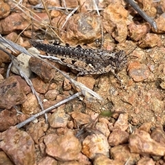 Pycnostictus seriatus at Whitlam, ACT - 1 Nov 2024 02:31 PM