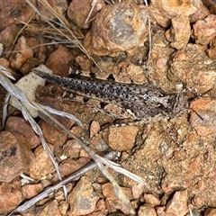 Pycnostictus seriatus at Whitlam, ACT - 1 Nov 2024 02:31 PM