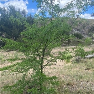 Gleditsia triacanthos at Whitlam, ACT - 1 Nov 2024 12:46 PM