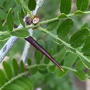 Gleditsia triacanthos at Whitlam, ACT - 1 Nov 2024