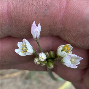 Nothoscordum borbonicum at Whitlam, ACT - 1 Nov 2024 12:32 PM