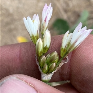 Nothoscordum borbonicum at Whitlam, ACT - 1 Nov 2024