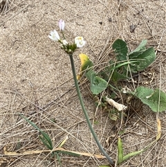 Nothoscordum borbonicum at Whitlam, ACT - 1 Nov 2024 12:32 PM