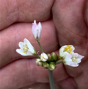 Nothoscordum borbonicum at Whitlam, ACT - 1 Nov 2024