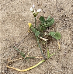 Nothoscordum borbonicum at Whitlam, ACT - 1 Nov 2024 12:32 PM