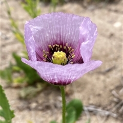 Papaver somniferum (Opium Poppy) at Whitlam, ACT - 1 Nov 2024 by SteveBorkowskis