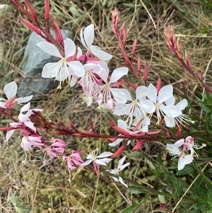 Oenothera lindheimeri at Whitlam, ACT - 1 Nov 2024 10:28 AM