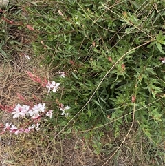 Oenothera lindheimeri at Whitlam, ACT - 1 Nov 2024 10:28 AM