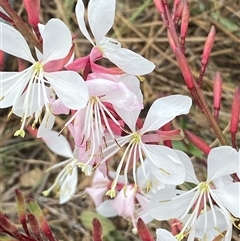 Oenothera lindheimeri at Whitlam, ACT - 1 Nov 2024 10:28 AM