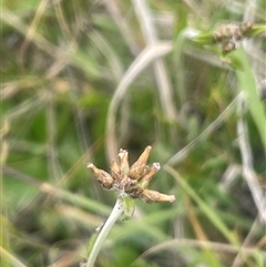 Euchiton japonicus (Creeping Cudweed) at Bendoura, NSW - 31 Oct 2024 by JaneR