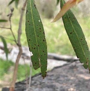 Eucalyptus aggregata at Bendoura, NSW - 31 Oct 2024