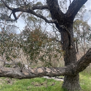 Eucalyptus aggregata at Bendoura, NSW - 31 Oct 2024