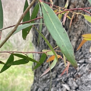 Eucalyptus aggregata at Bendoura, NSW - 31 Oct 2024