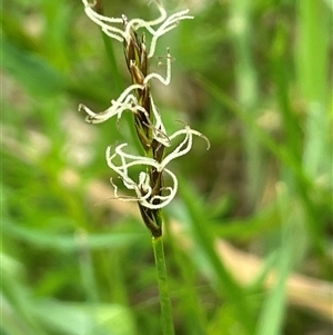 Carex chlorantha at Bendoura, NSW - 31 Oct 2024