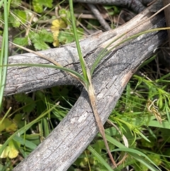 Carex chlorantha at Bendoura, NSW - 31 Oct 2024