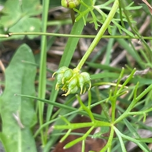 Ranunculus inundatus at Bendoura, NSW - 31 Oct 2024