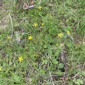 Ranunculus inundatus at Bendoura, NSW - 31 Oct 2024