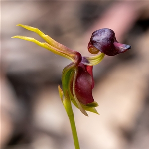 Caleana major at Wog Wog, NSW - 27 Oct 2024