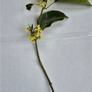 Leichhardtia rostrata at Kangaroo Valley, NSW - suppressed