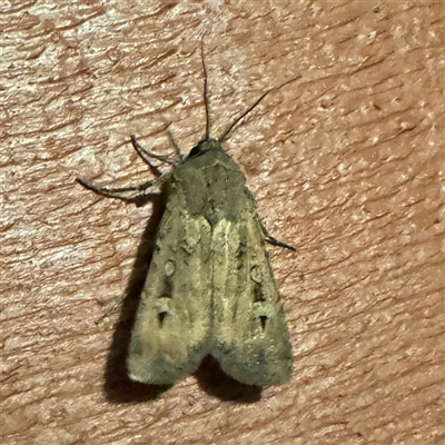 Agrotis infusa (Bogong Moth, Common Cutworm) at Greenleigh, NSW - 31 Oct 2024 by Hejor1