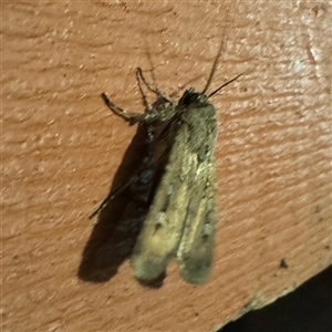 Agrotis infusa at Greenleigh, NSW - 31 Oct 2024