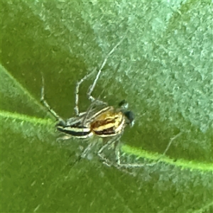 Oxyopes gracilipes at Queanbeyan, NSW - 31 Oct 2024