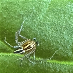 Oxyopes gracilipes at Queanbeyan, NSW - 31 Oct 2024 06:18 PM