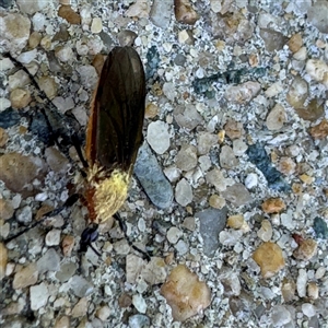 Entomophthoraceae (family) at Russell, ACT - 30 Oct 2024 12:17 PM