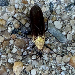 Entomophthoraceae (family) at Russell, ACT - 30 Oct 2024 12:17 PM