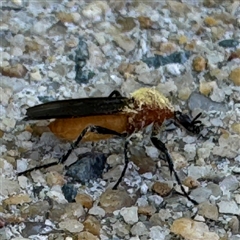 Entomophthoraceae (family) at Russell, ACT - 30 Oct 2024 12:17 PM