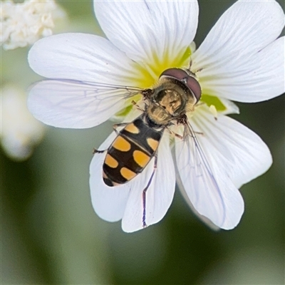 Melangyna viridiceps (Hover fly) at Pialligo, ACT - 27 Oct 2024 by Hejor1