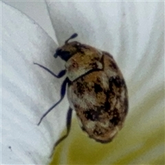 Anthrenus verbasci (Varied or Variegated Carpet Beetle) at Pialligo, ACT - 27 Oct 2024 by Hejor1